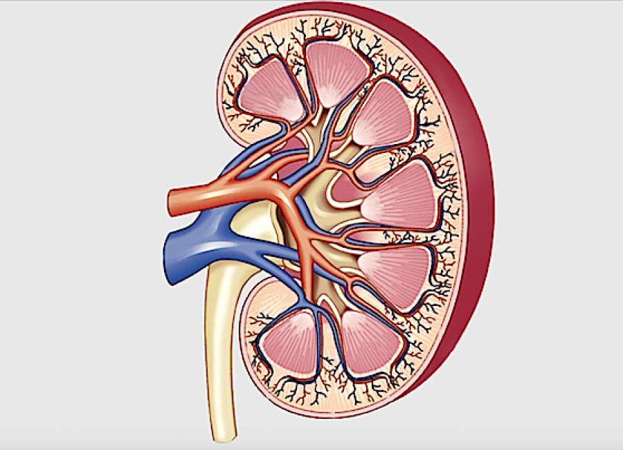 Kidney transplants: A lifesaving system with serious shortcomings