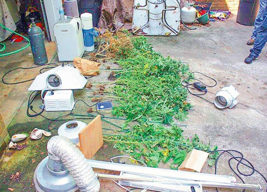 Pot found growing in Newnan Country Club home