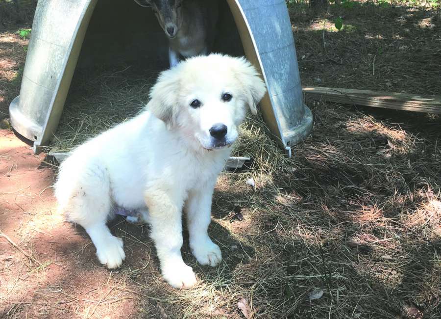 Fleas may increase during the summer