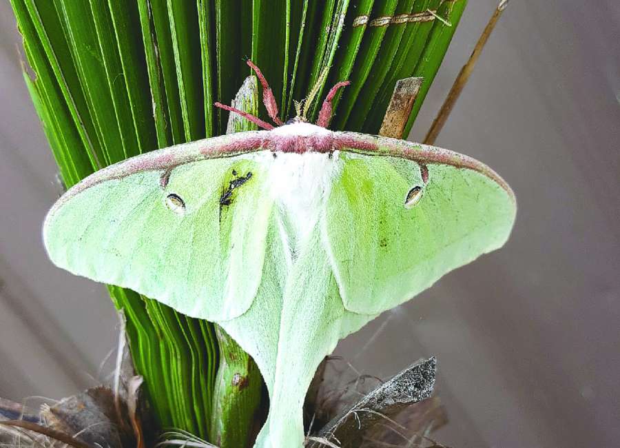 Some moths have a stunning beauty