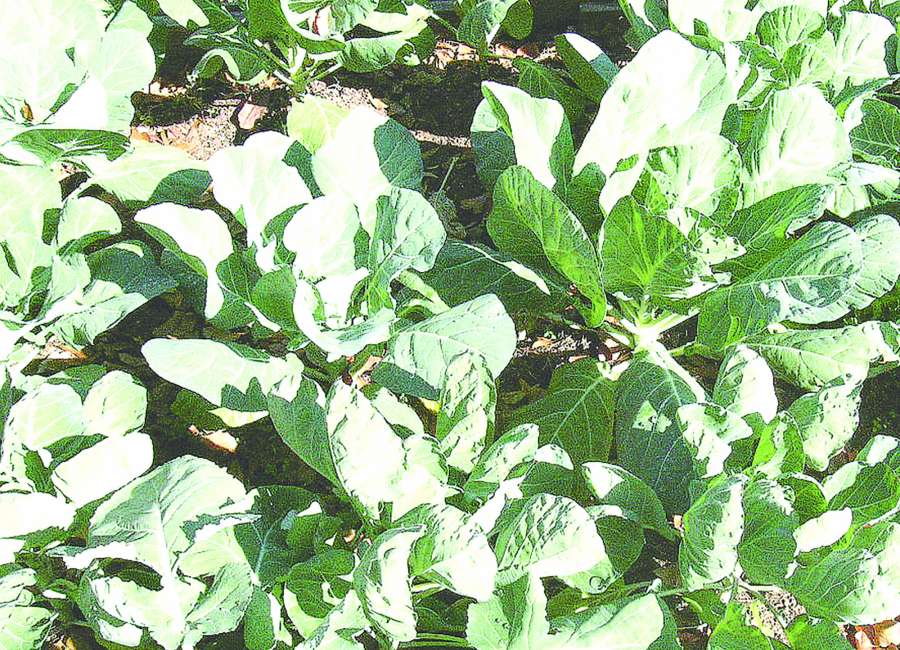 Start planning now for fall garden