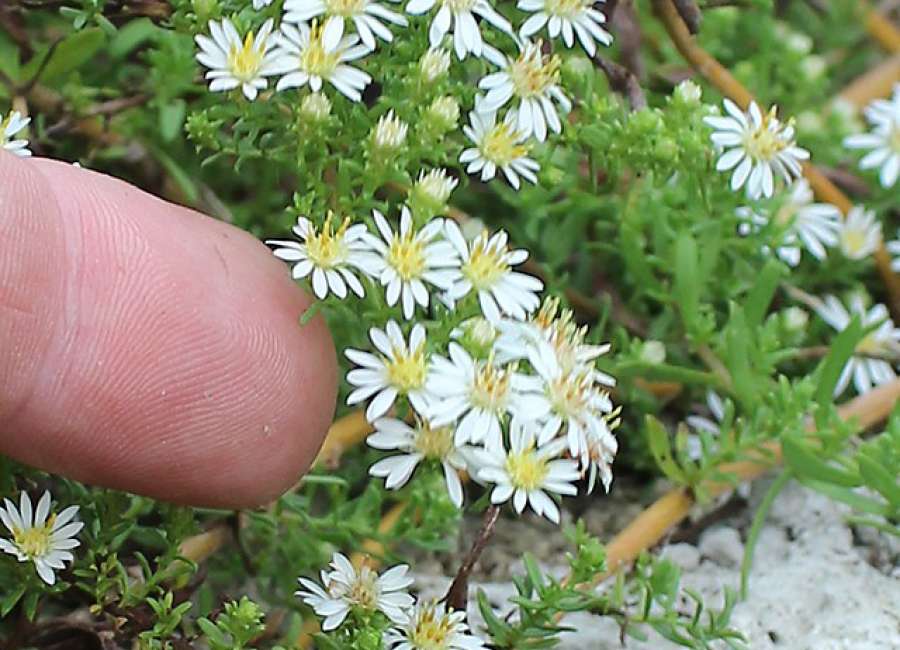Students, teachers count bees