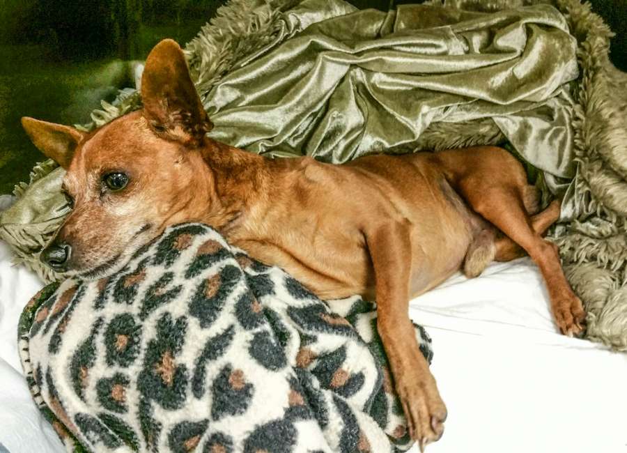 Thrown chihuahua continues to recover