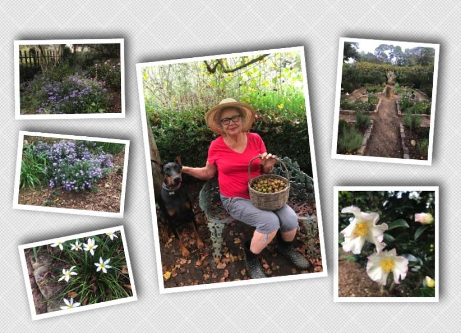 Fall flowers, muscadines on Oak Grove tour