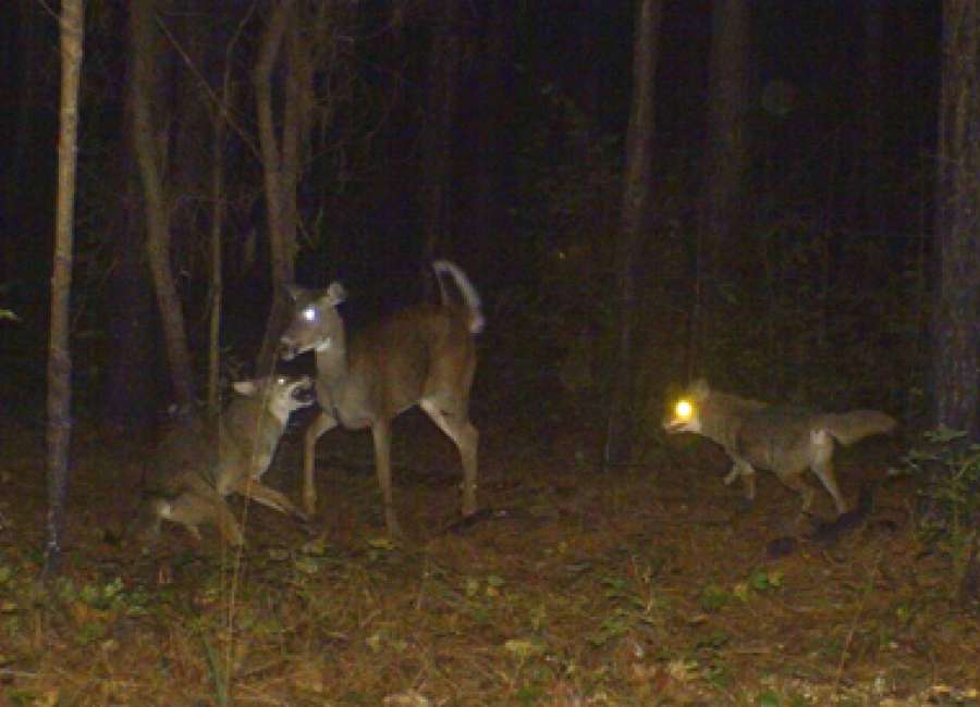 Georgia Coyote Challenge Begins March 1