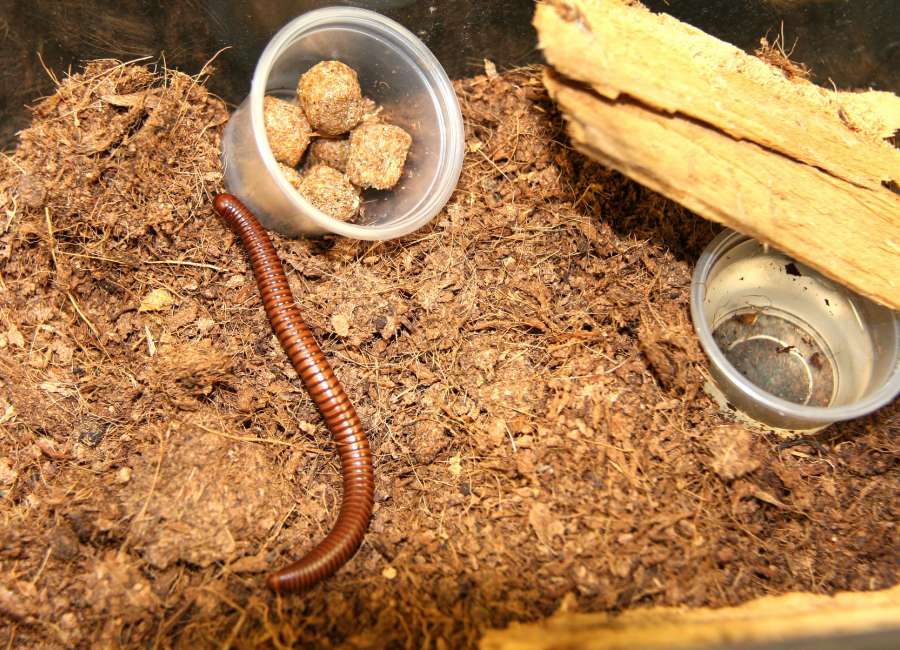 Millipedes and centipedes are often mistaken for worms