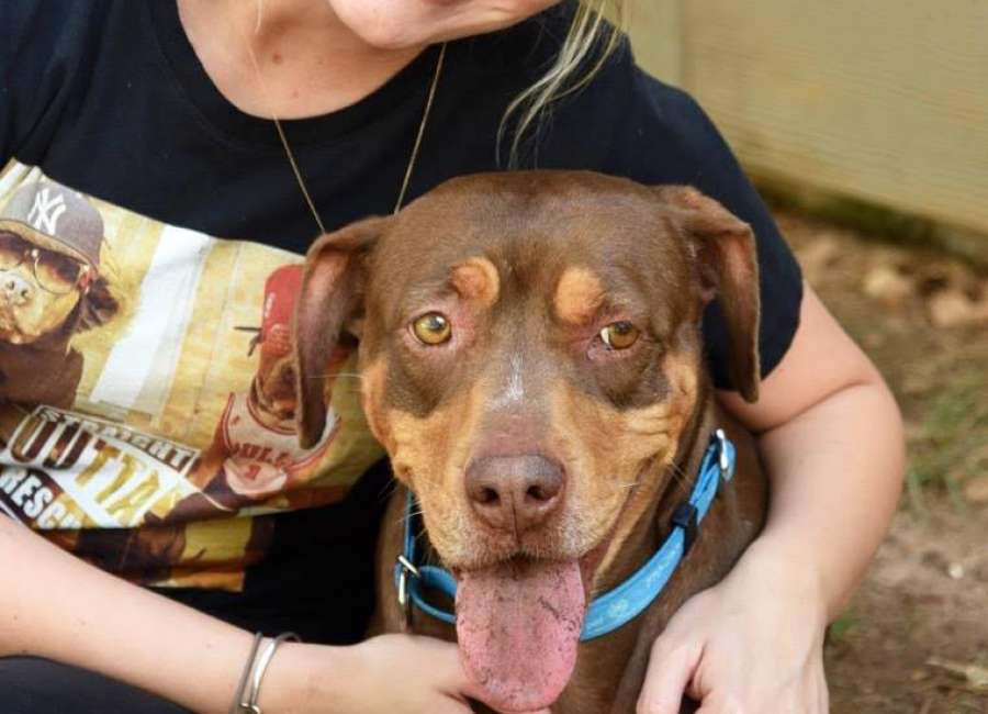 Owner surrenders dog to Humane Society