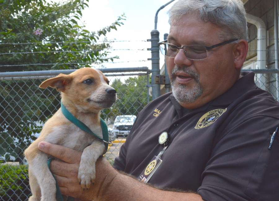 Parvo quarantine listed at animal services; pigs up for adoption