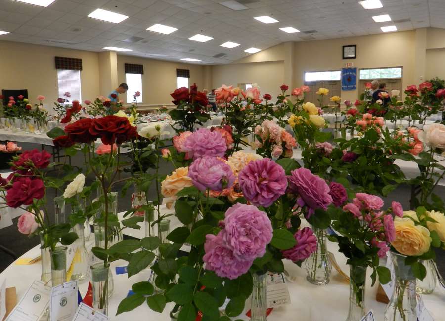 Rose show May 19-20 in Fayetteville