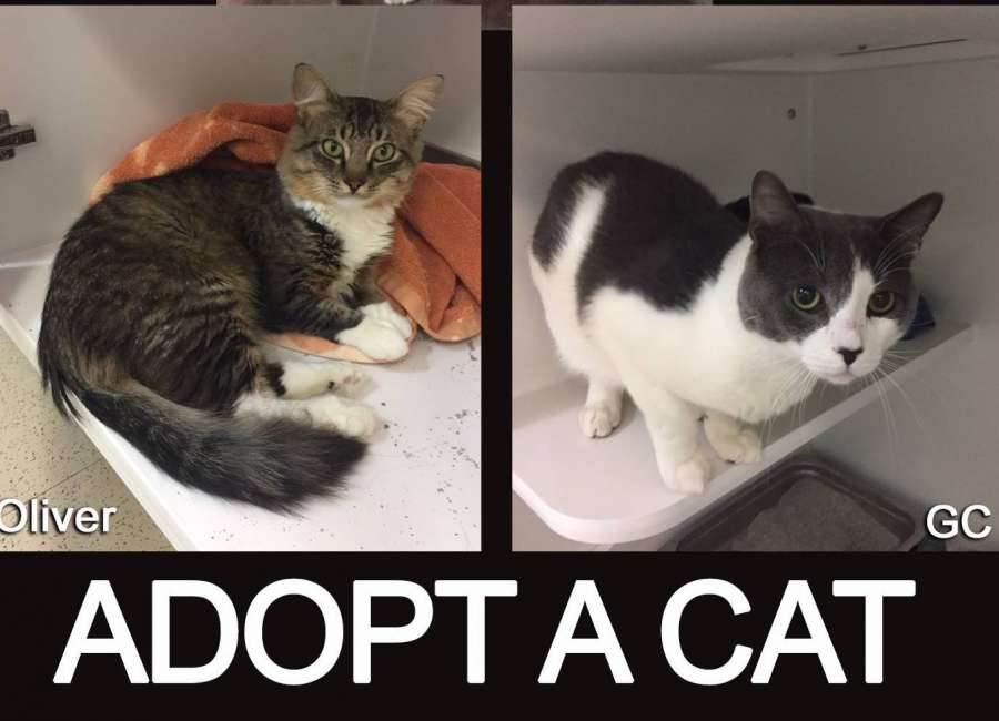Cat adoption event Saturday; dogs under quarantine