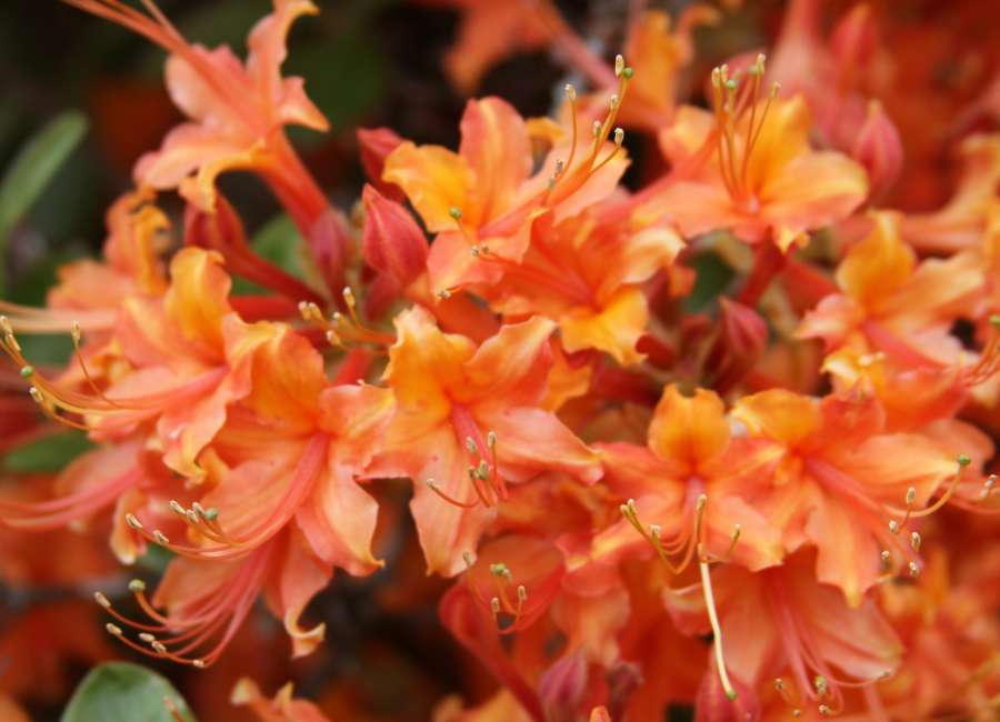 Successfully transplanting landscape plants takes forethought, preparation