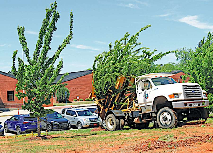 Trees being moved to make room for parking