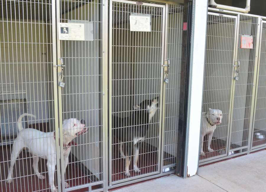 Animal Services working to reduce shelter population