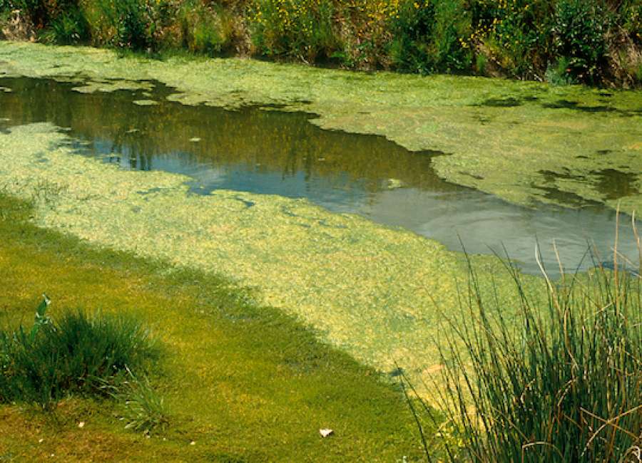 How to protect your pet from toxic algae blooms