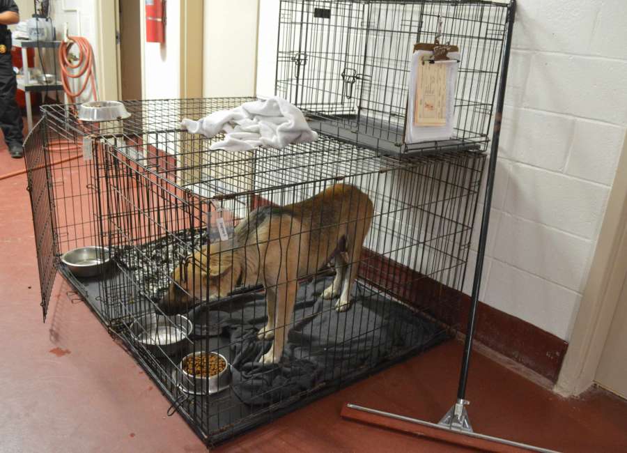 New state rule slashes capacity at animal shelter