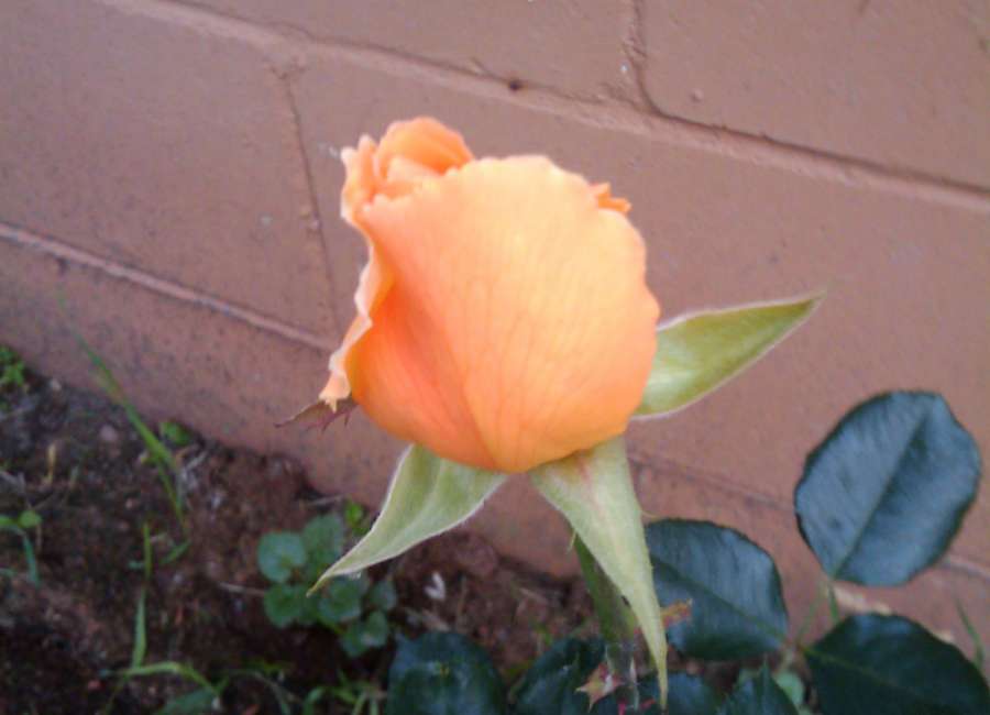 Rose society will meet April 22