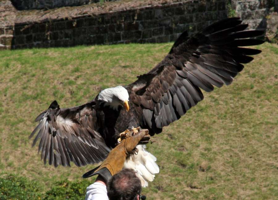 Sierra Club to hold ‘Birds of Prey’ program