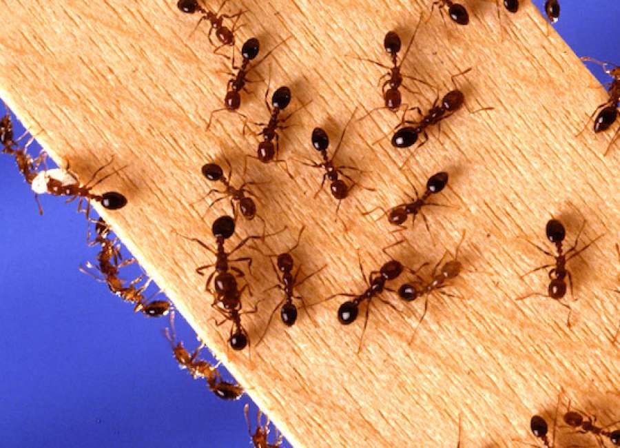 Use care and caution when tackling fire ants